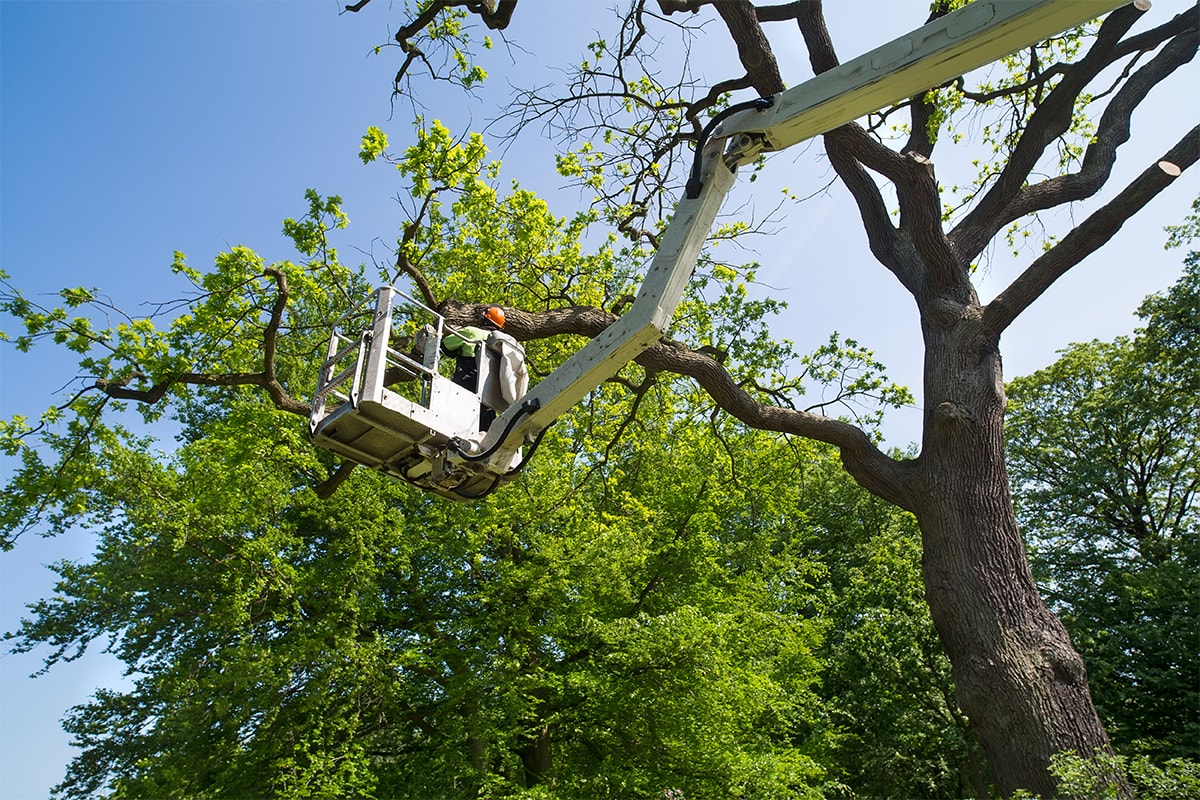 Vista & Clearance Pruning