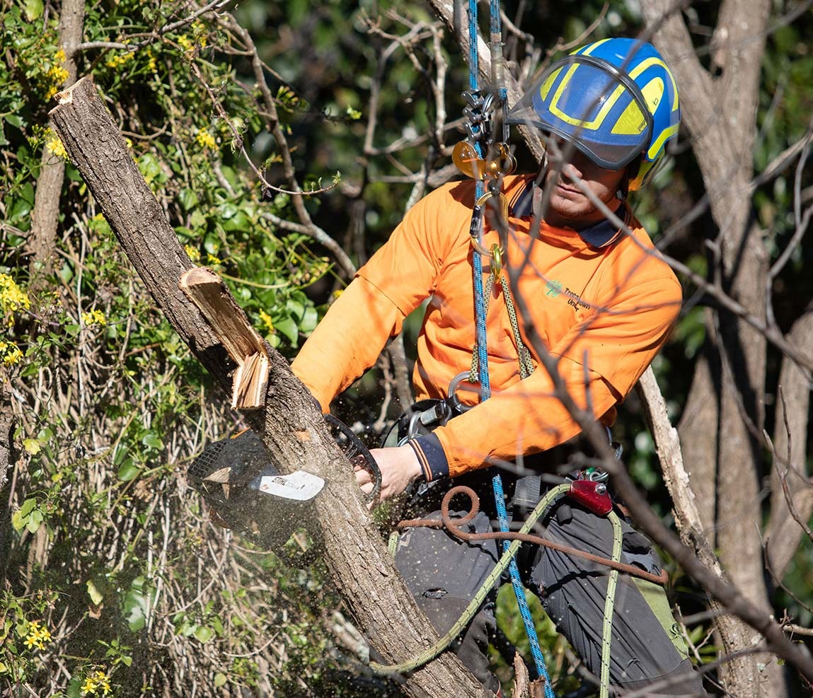Deadwood Removal