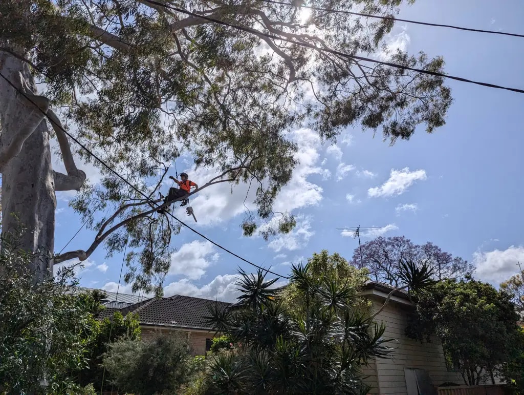 Formative & Structural Pruning