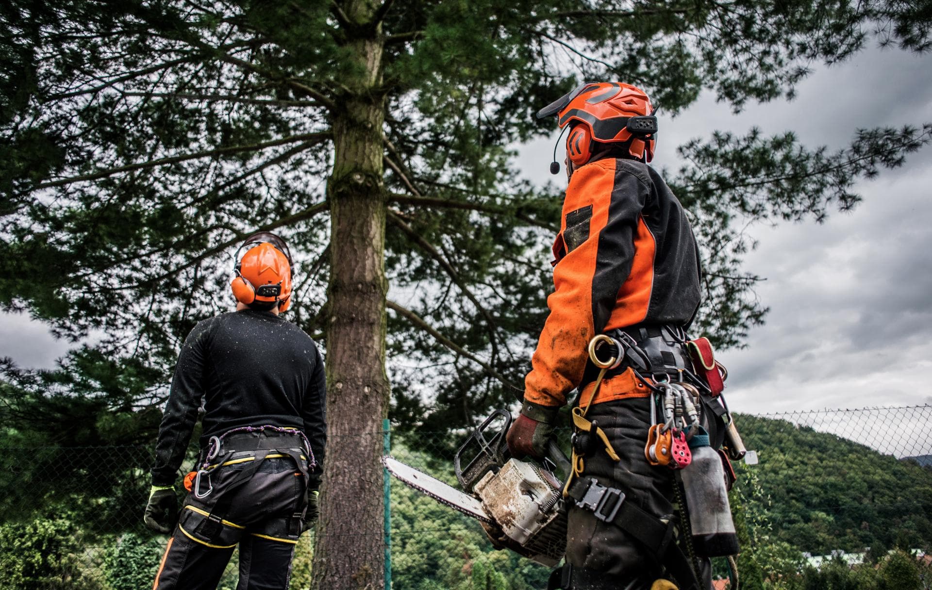 Arborist Report Costs Northern Beaches: Complete Guide (2026)