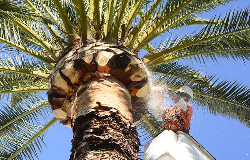 Palm Tree Removal Costs: Northern Beaches Price Guide (2026)