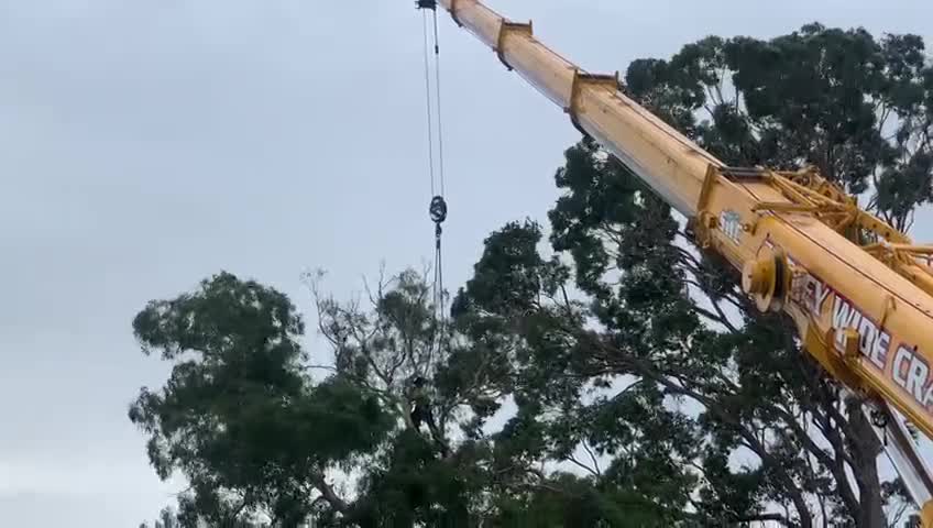 Crane and climber working in a tree canopy at a Belrose property