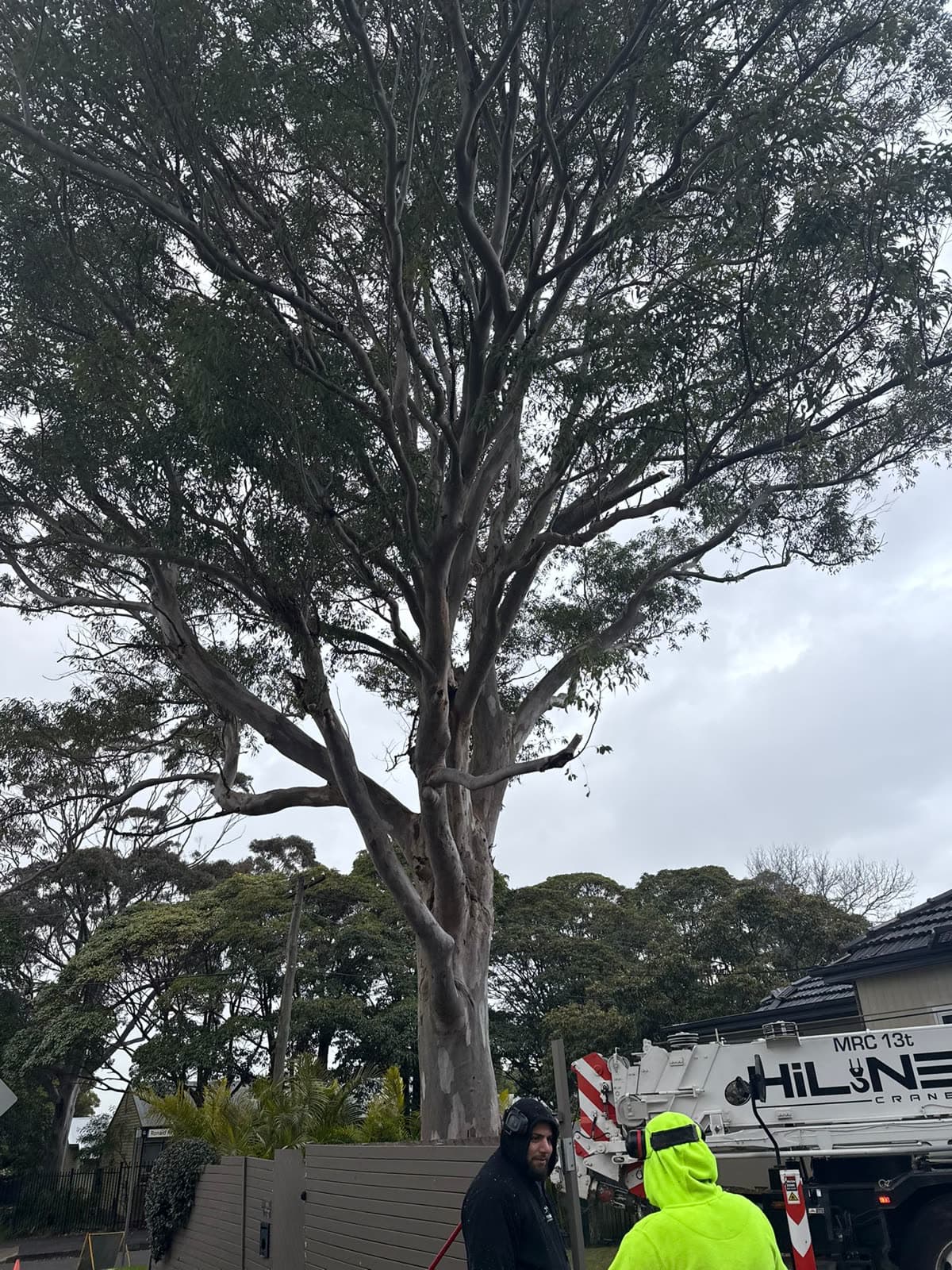 Crane-assisted tree removal on a residential Cromer site