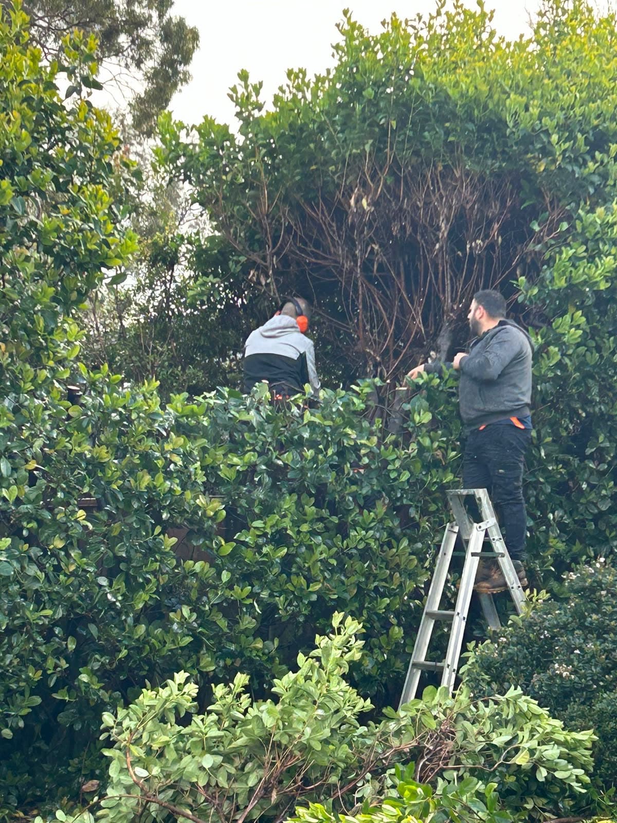 Pruned hedge and tree material being cleaned up in Davidson
