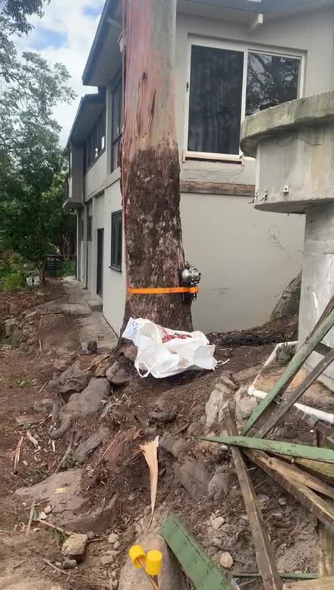 Poster frame from a Forestville tree-removal project video