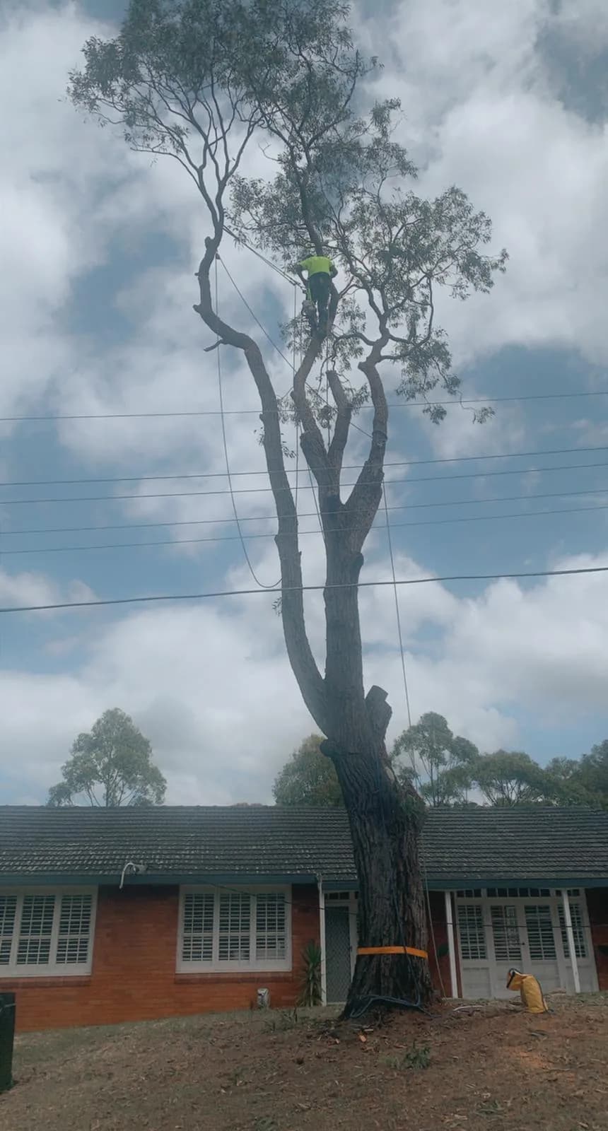 Large cypress tree removal in Frenchs Forest beside a residential home