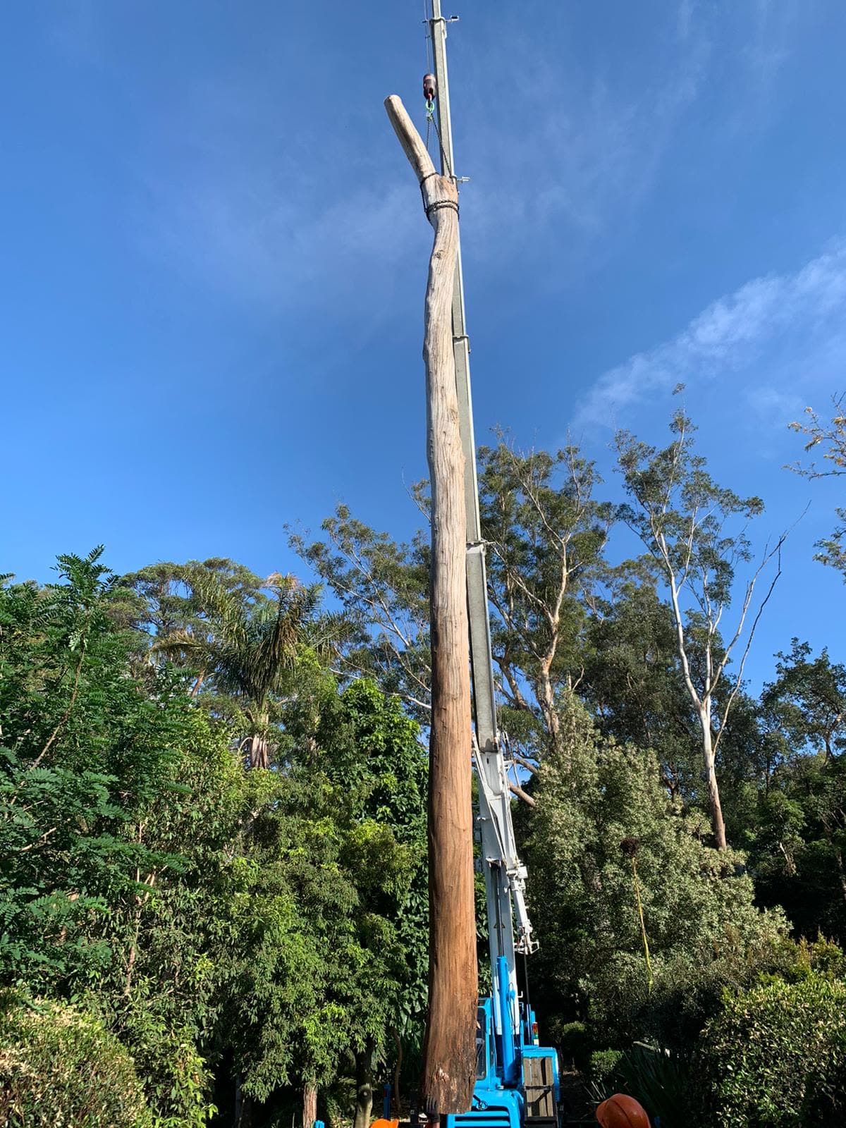 Detailed view of Lindfield tree-removal work with rigging equipment