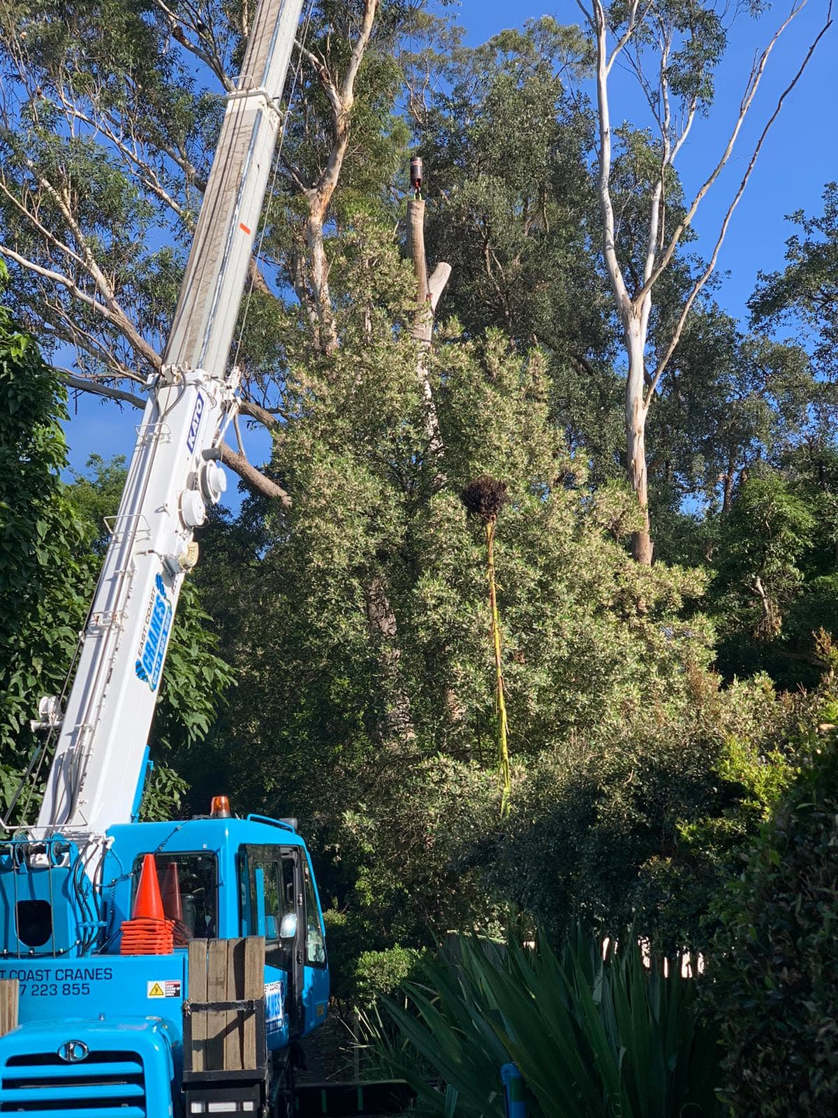 Lindfield tree-removal rigging setup with friction-drum control