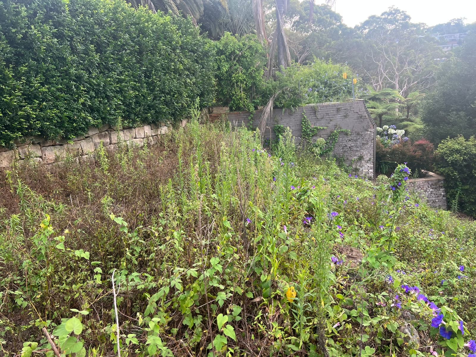 Longueville land-clearing detail showing opened ground access