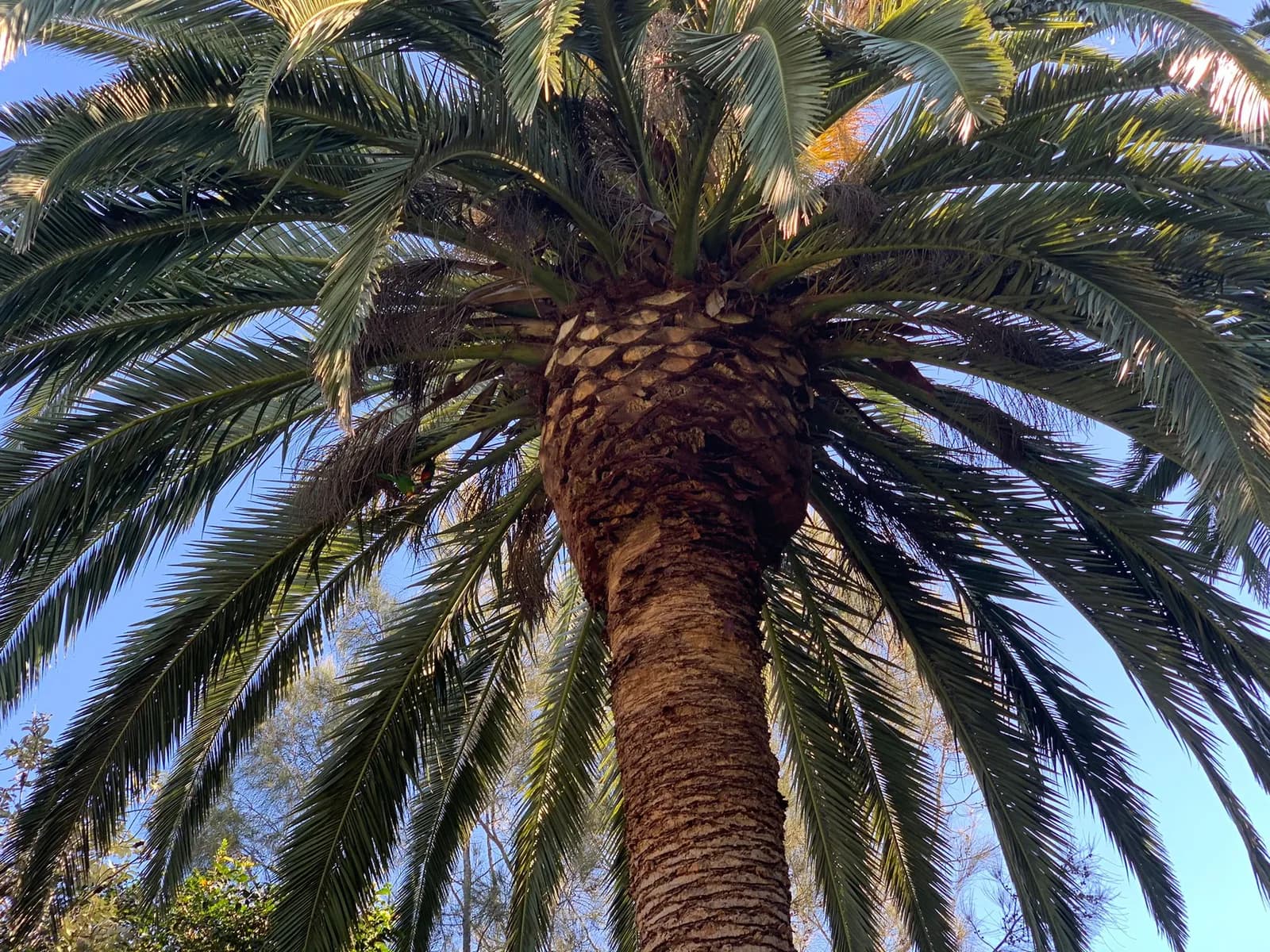 Detailed view of palms after pruning work in Mona Vale