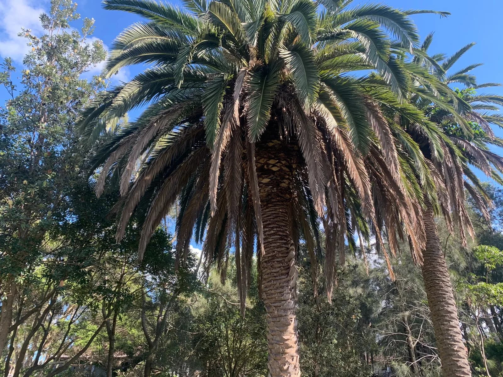Another angle of palm pruning work at a Mona Vale property