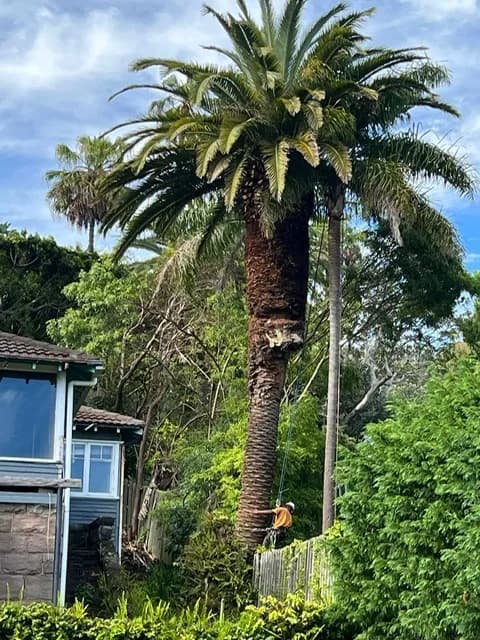 Alternate Palm Beach palm-pruning image showing the garden context
