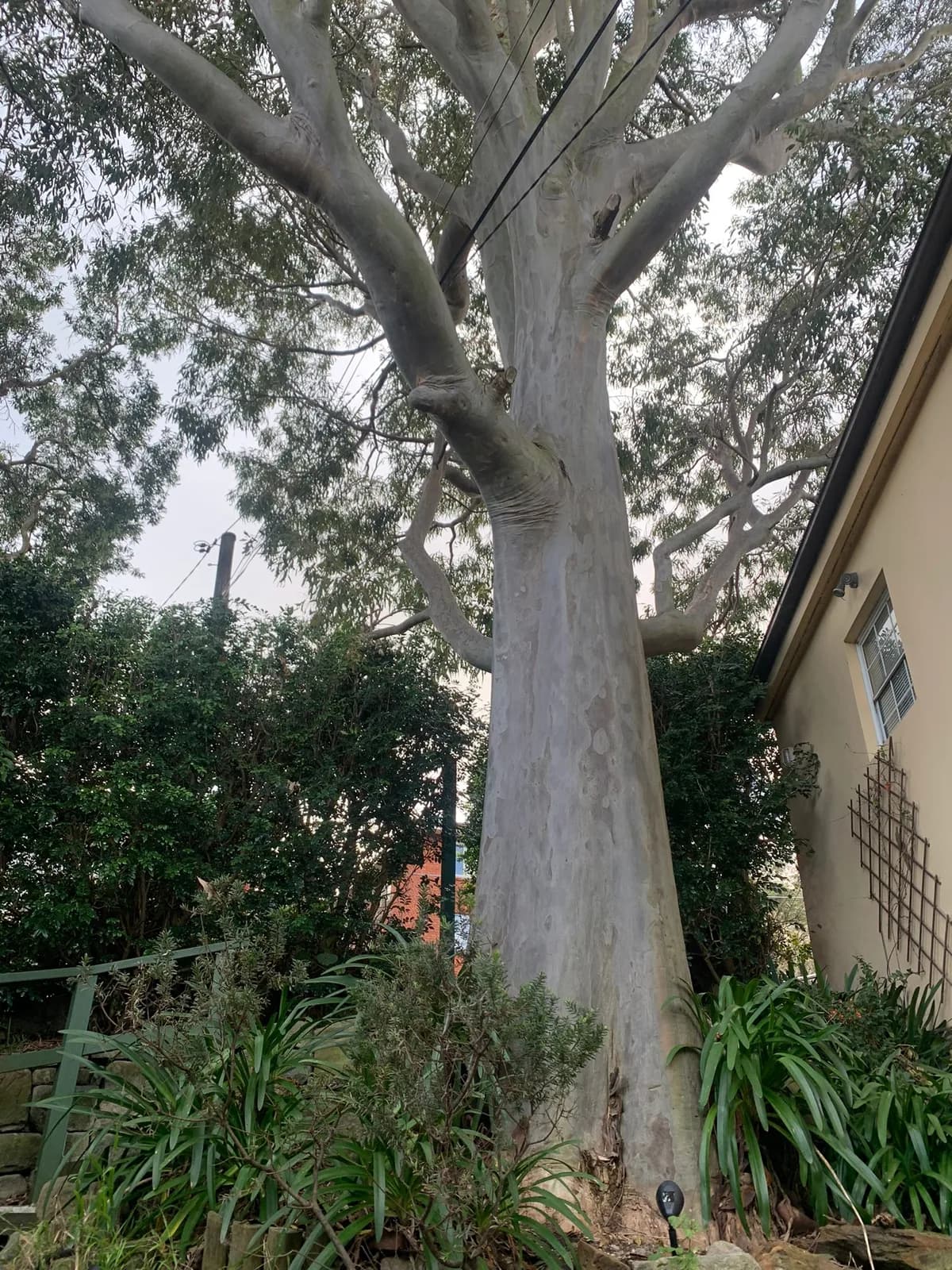 Queenscliff tree-removal site beside a residential home