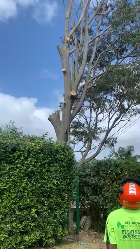 Crew member below a tall gum rising above the hedge in Queenscliff