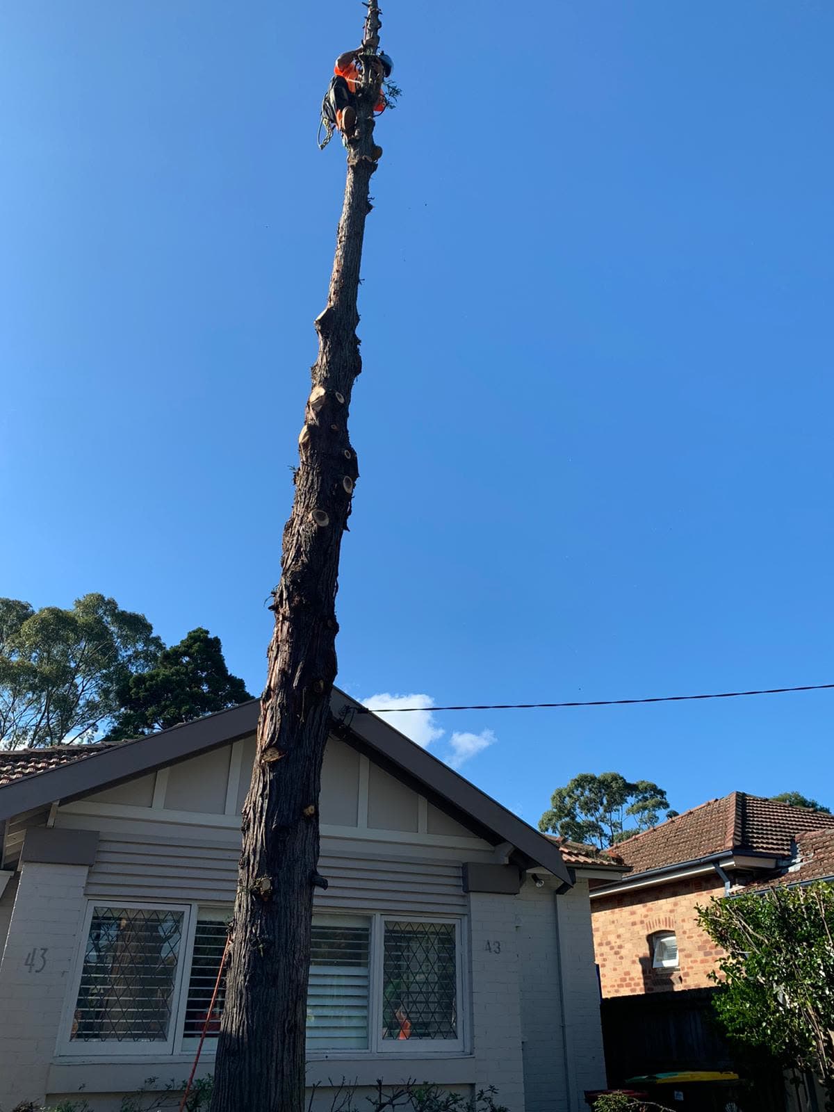 Detailed Willoughby tree-removal view showing residential site conditions