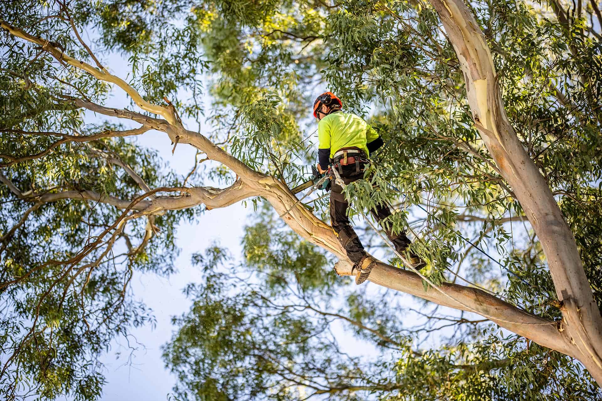 Tree pruning case study image from a Manly property