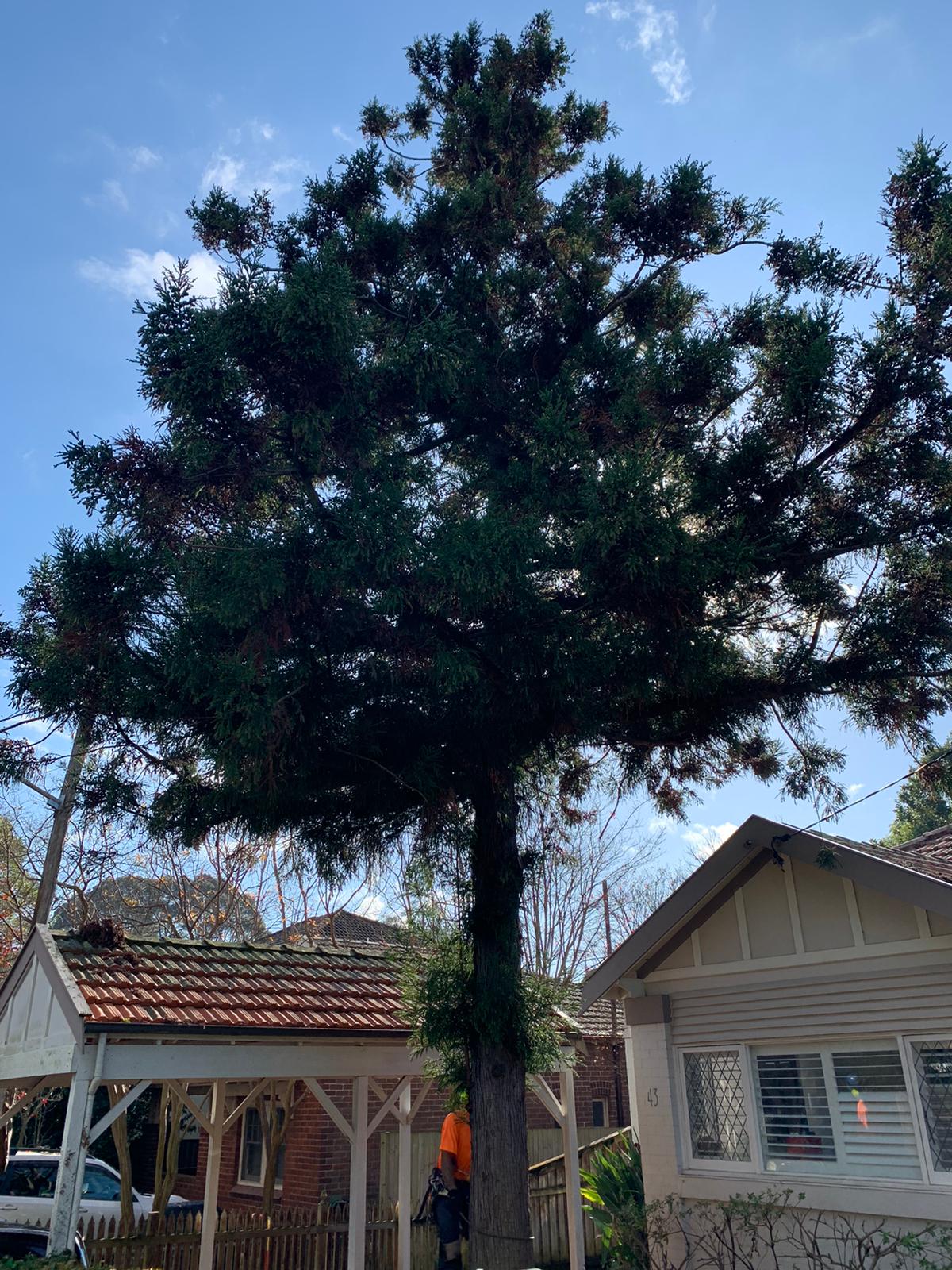 Affordable Tree Services Northern Beaches Image 5