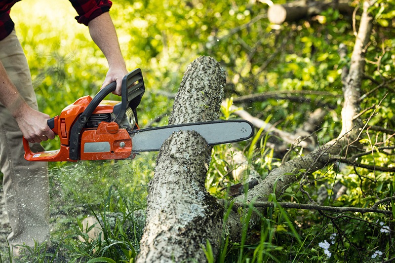 Tree & Stump Removal Frenchs Forest
