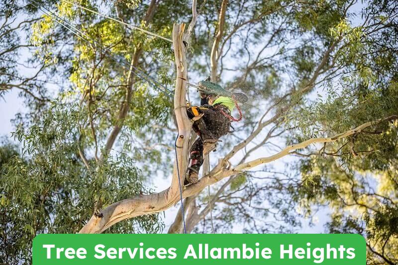 Expert Tree Services in Allambie Heights