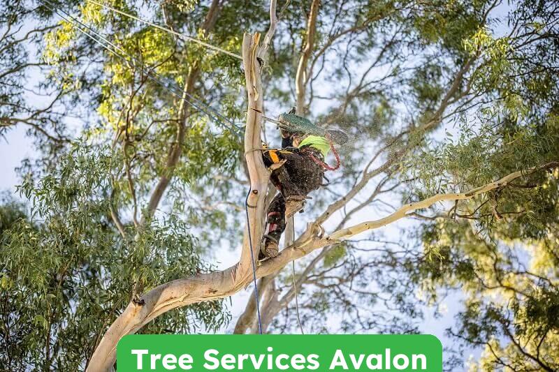 Expert Tree Services in Avalon