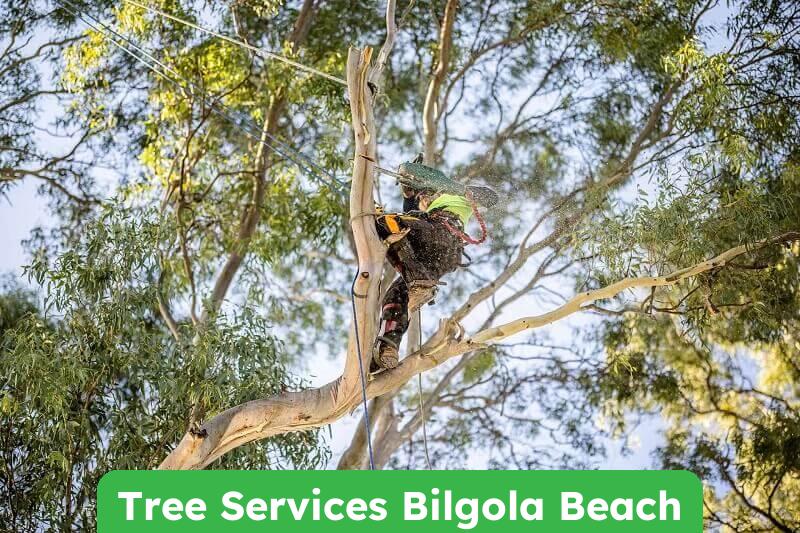 Expert Tree Services in Bilgola Beach