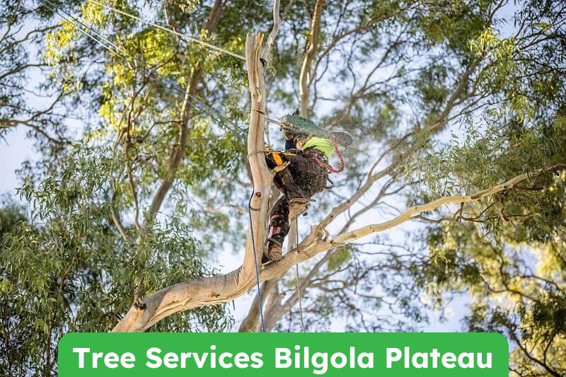 Expert Tree Services in Bilgola Plateau