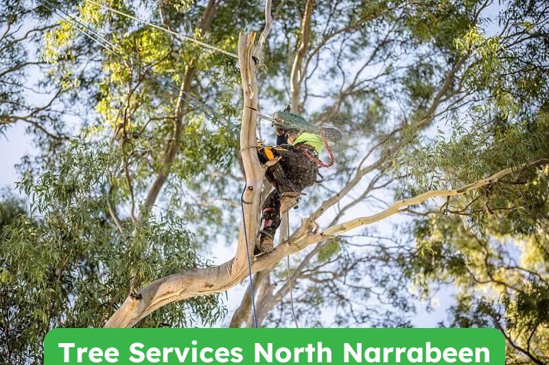 Expert Tree Services in North Narrabeen