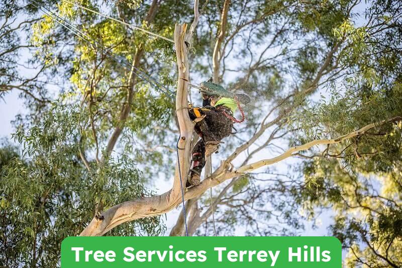 Expert Tree Services in Terrey Hills