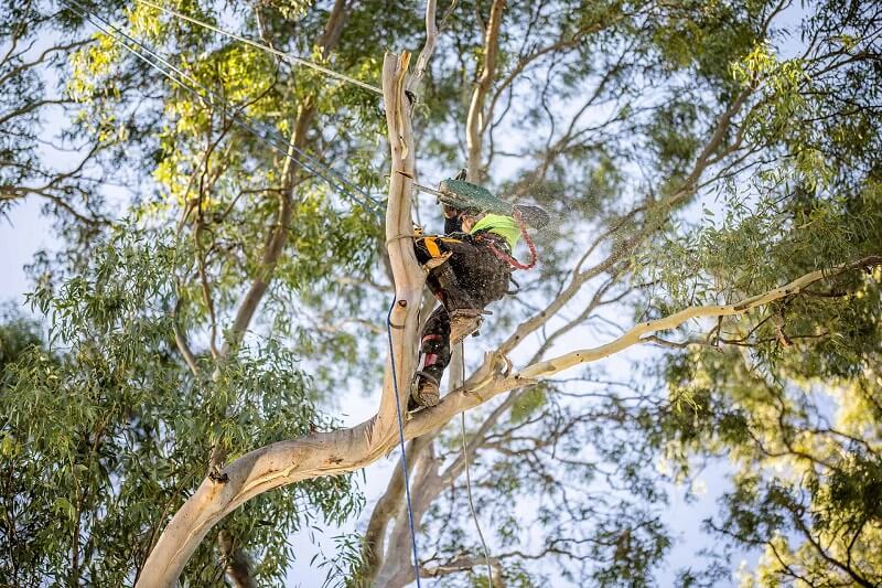 Tree Services Cost Northern Beaches