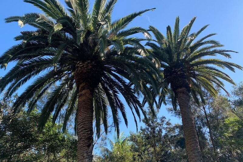 Palm Tree Pruning And Removal Service Northern Beaches