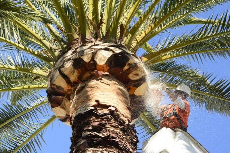 Palm Tree Pruning