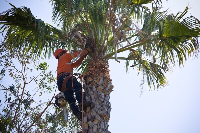 Palm Tree Removal