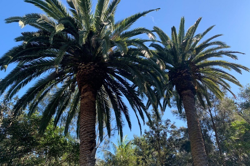 Palm Tree Pruning & Removal Northern Beaches Sydney