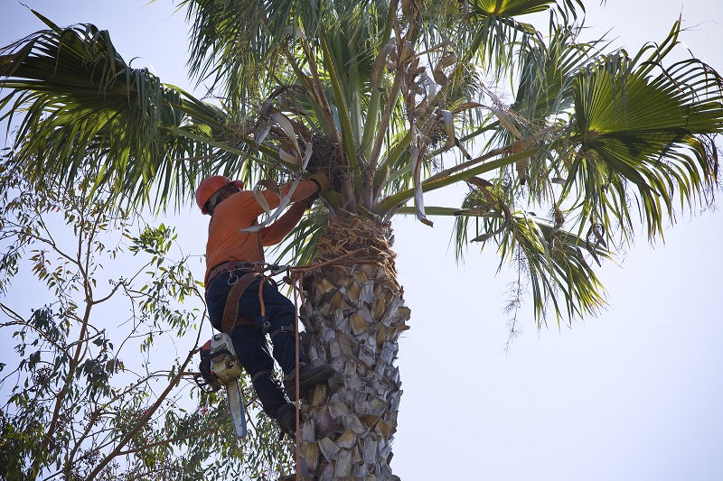 Palm Tree Removal Wheeler Heights
