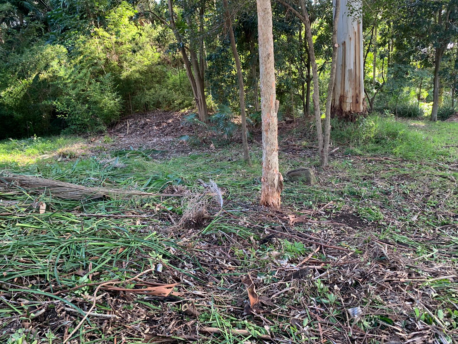 Bayview Land Clearing 1