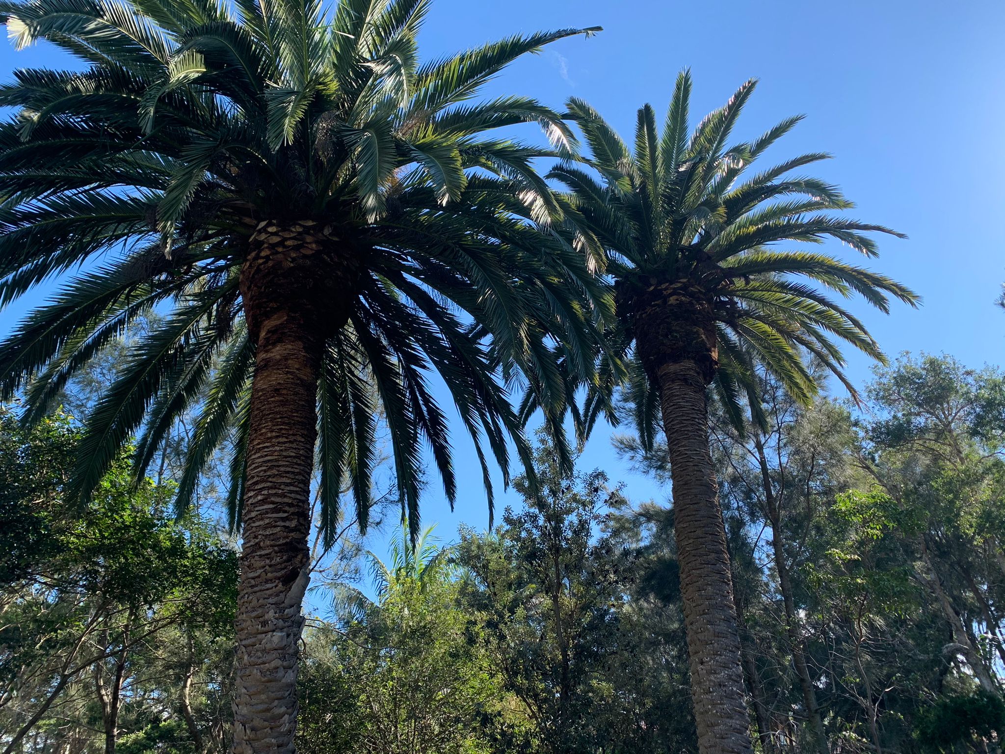 Palm Tree Pruning After