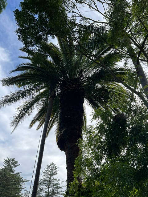 Palm Beach Palm Tree Pruning 2