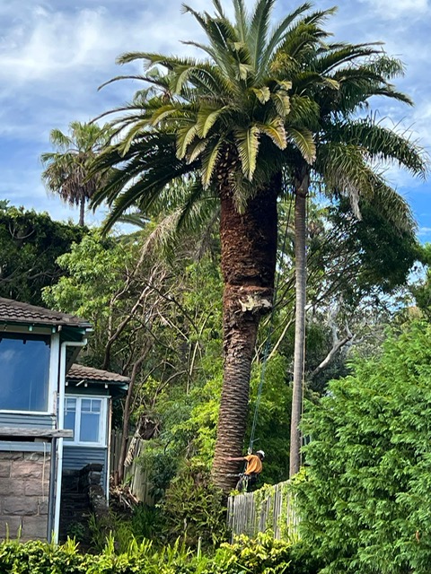 Palm Beach Palm Tree Pruning 3