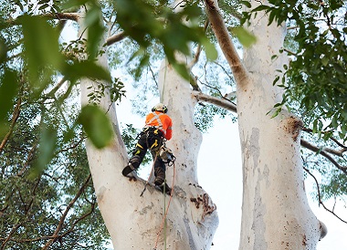 Residential Tree Services Northern Beaches