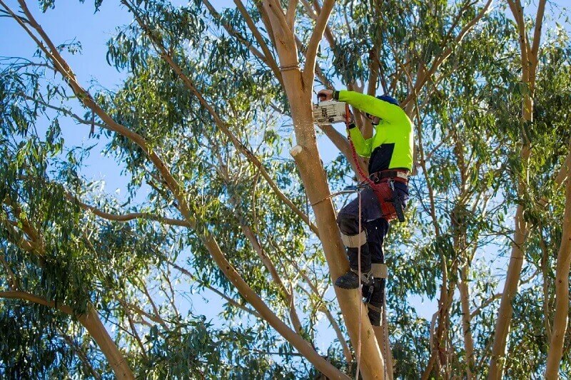 Professional Tree Loppers at Work