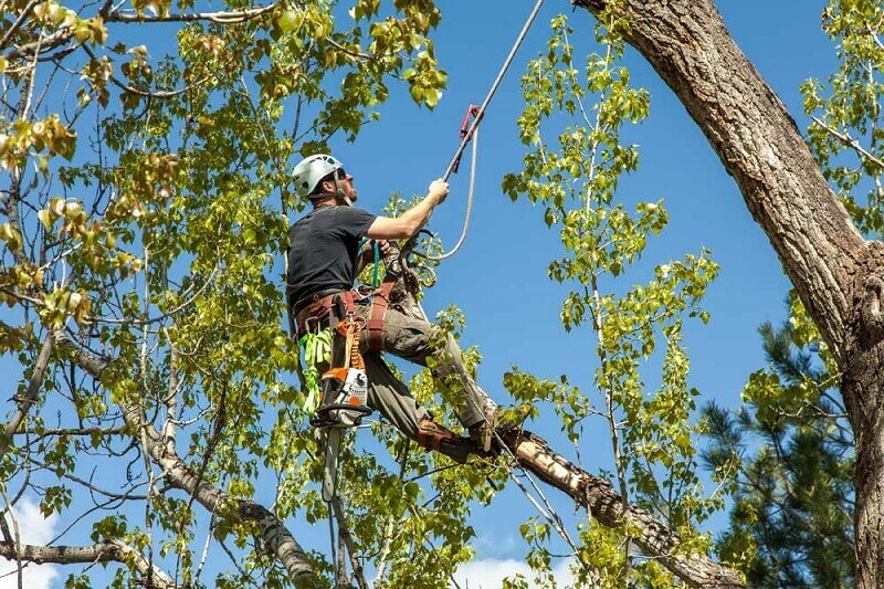 Professional Tree Pruning