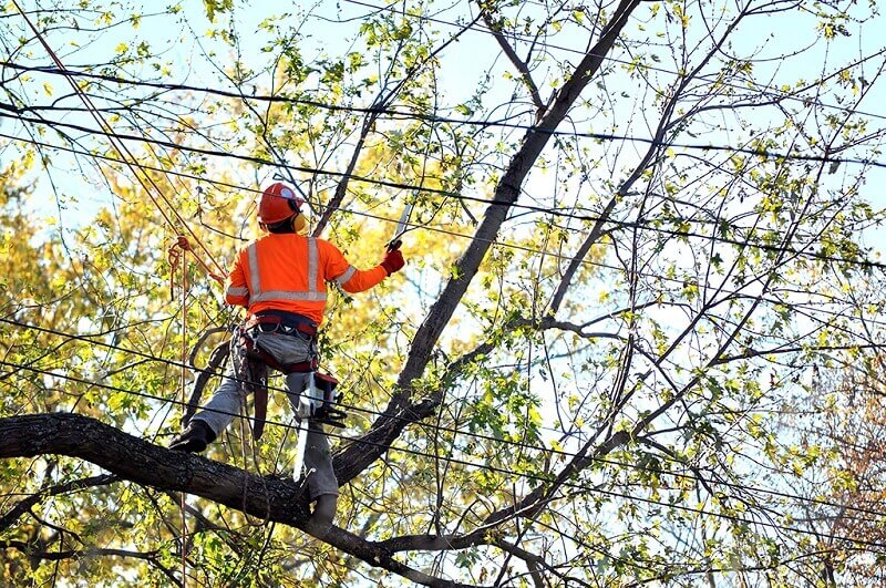 Professional Pruning Services