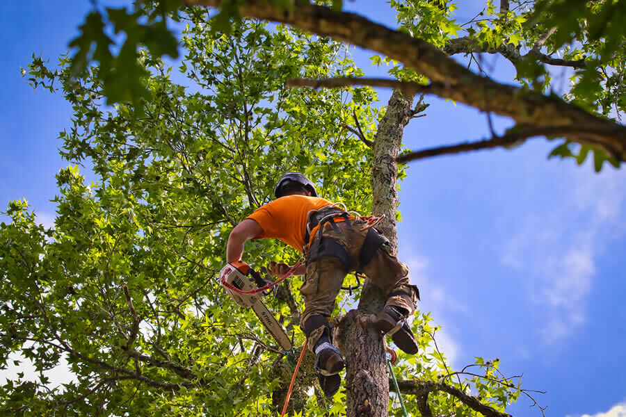 Tree Pruning and Maintenance Northern Beaches
