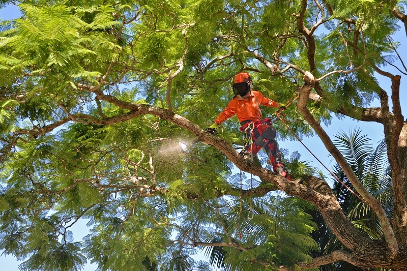 Tree Pruning Frenchs Forest