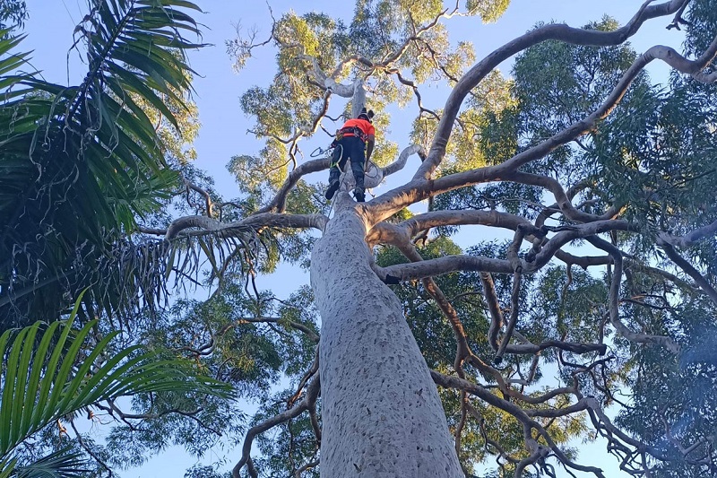 Tree Trimming Morning Bay