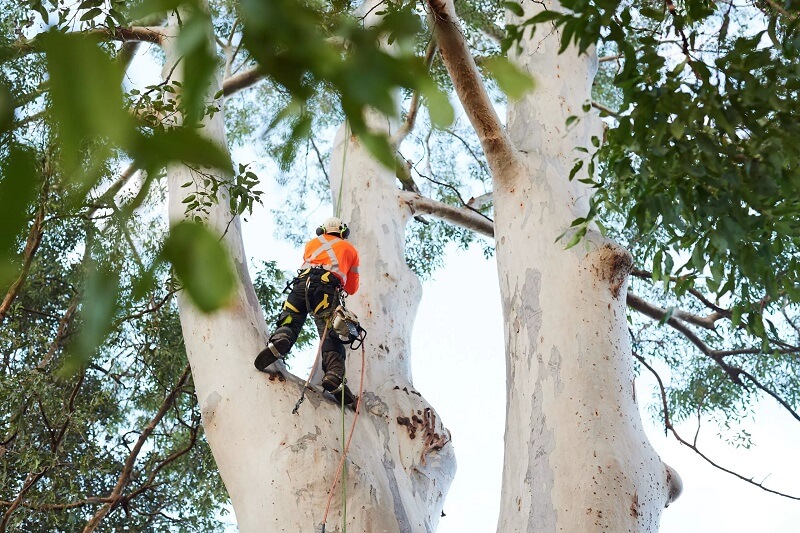 Professional Tree Removal Northern Beaches
