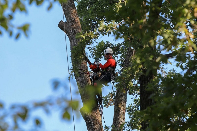 Clareville Tree Removal