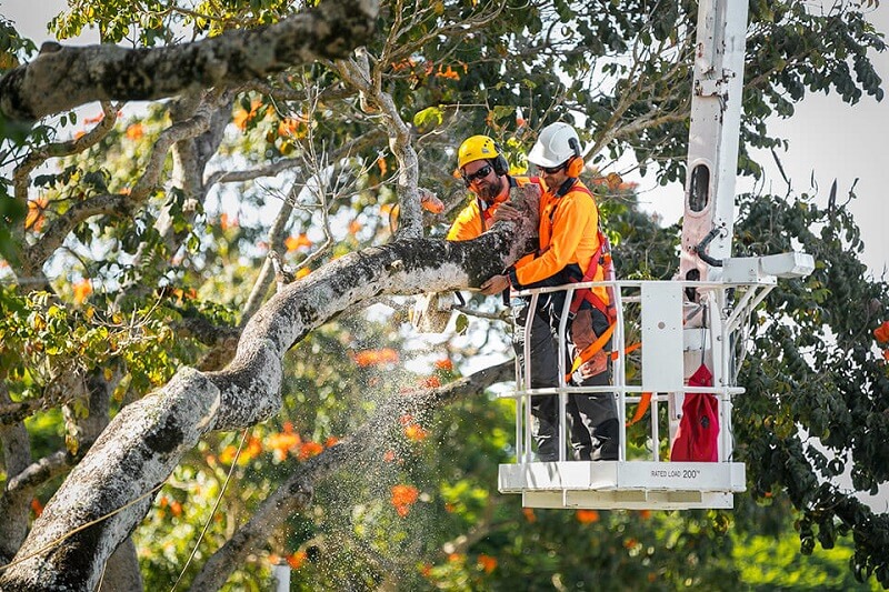 Expert Tree Pruning North Manly