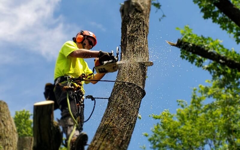 Expert Tree Removal Elvina Bay
